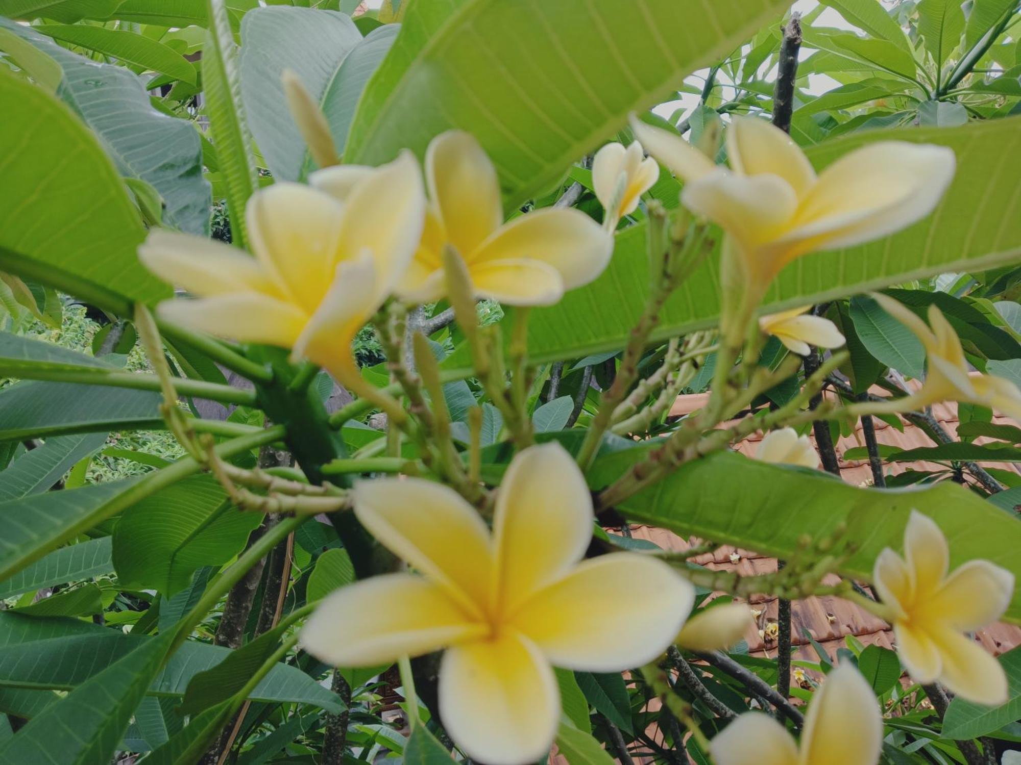 Sudana Homestay Ubud Zewnętrze zdjęcie